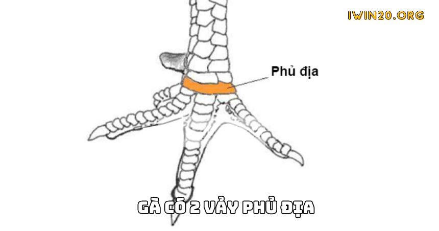 Khám phá những thông tin thú vị về gà có 2 vảy phủ địa