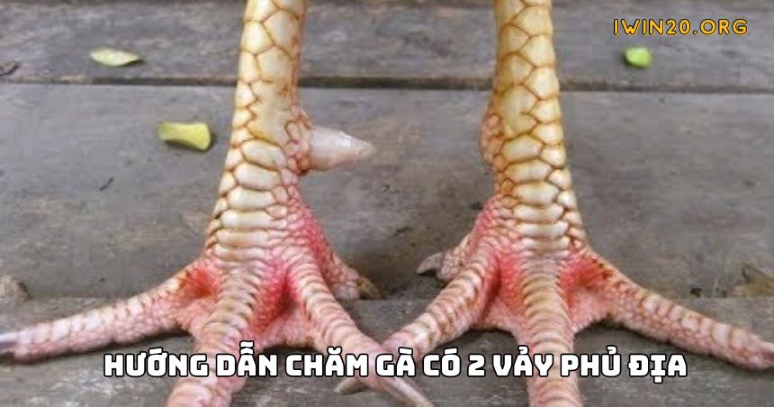 Hướng dẫn kinh nghiệm chăm sóc gà có 2 vảy phủ địa chuẩn