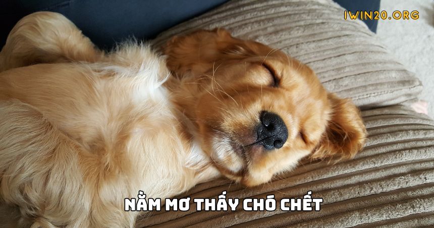 Nằm mơ thấy chó con chết chính là lời nhắc cẩn trọng