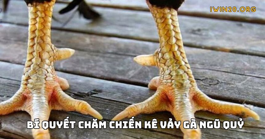 Bí quyết chăm sóc chiến kê có vảy gà ngũ quỷ chính xác